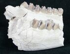 Oreodont (Merycoidodon) Jaw Section - Nebraska #10518-1